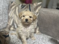 Maltipoo erkek Micro kore