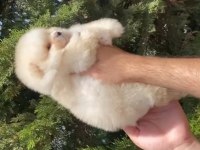 2.5 aylık pomeranian erkek