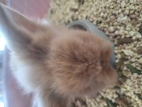 Teddy lop tavşan 2 aylık