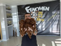 yılın en iyisi ret brown toy poodle özel ırk arayanlara