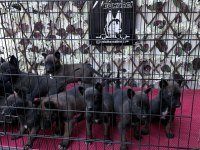 Maskeli belçika kurdu yavrularımız yeni yuvasını bekliyor