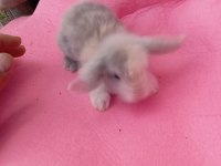 Hollanda Teddy Lop tavşan yavruları