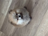 2 aylık pomeranian boo yavru erkek