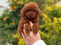 Saf kan toy poodle yavrularımız