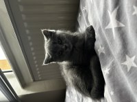 Dişi Yavru British Shorthair Kayseri