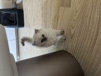 British Longhair Dişi