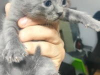 En özel renklerde tatlı scottish fold yavrularımız