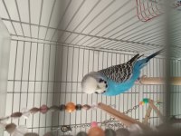 Ele alışık jumbo muhabbet kuşu erkek 1 yaşında