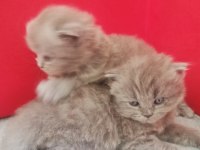 British longhair yavrularım hazırlar