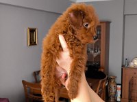 3,5 Aylık dişi toy poodle yavrusu