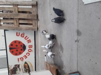Taklacı oyun kuşları