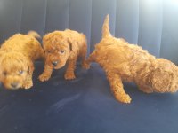 Mükemmel toy poodle yavrularımız