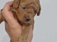 Dişi ve erkek toy poddle yavrularımız