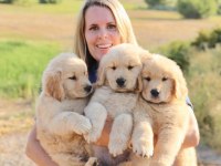 Golden Retriever Yavrular İstenirse Kapınıza Teslim
