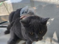 British Shorthair 10 Aylık