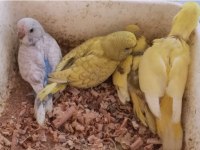 Muhabbet kuşları yavru ve damızlık çiftler