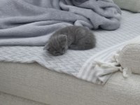 Safkan british shorthair