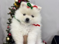 Üst kalite Pomeranian yavrumuz