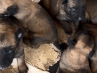 Irkının Özelliklerini Taşıyan Belçika Malinois