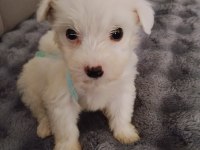 Maltipoo Dişi Bebeğim