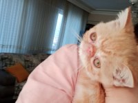 Exotic Shorthair Burun, Şov Kalite