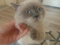 Blue point british shorthair