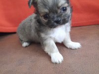 Biblo gibi chihuahua yavrular