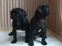 A+ HAMBURGER SURAT PUG MOPS