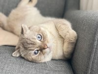 British shorthair
