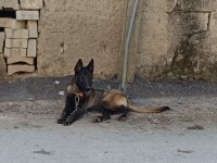 Belçika kurdumuz