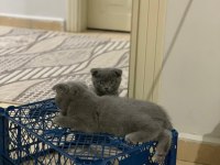 Her cins kedi bulunur