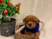 Aşılı maltipoo yavrularda kampanya