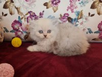 Sun Kennels Üretim Çiftliğinden British Shorthair