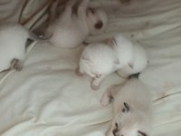 Bu british shorthair güzellere gerçek bakacak kişiler