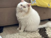 1 YAŞINDA ERKEK İRAN KEDİSİ