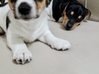 2 AYLIK ORJİNAL SAFKAN JACK RUSSELL YAVRULAR