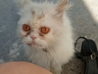 Sokata buldu ama şu an gayet iyi durumda tatlı bir kedi