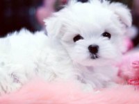 MALTESE YAVRULAR