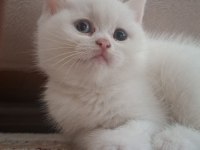 Pamuk British Shorthair Kızımız