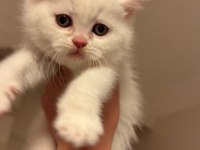 Son iki scottish fold kardeş yeni yuvalarını arıyor