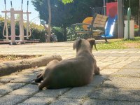 Kızıl doberman