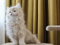Pofuduk ayıcık british longhair