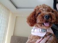 1 yaşında toy poodle