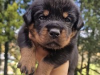 Rottweiler Yavrular Teslime Hazır