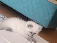 Scottish fold blue point 2 aylık dişi