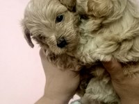SIFIR burun maltipoo