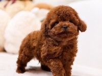 SHOW KALITE TOY POODLE YAVRULARIM