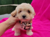 Yavru Maltipoo Köpeği