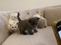 British shorthair ve scottish yavrularımız