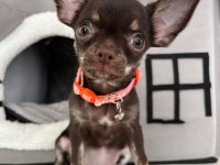 Harika 4 aylık choco dişi chihuahua elma kafa